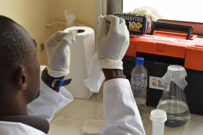 Man performing a rabies diagnostic test