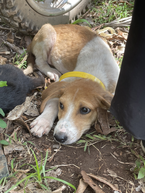 Vaccinated free-roaming dog