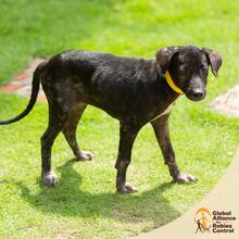 Puppy with collar on grass, Zanzibar