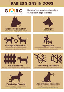 Rabies signs in animals infograph 2025 English