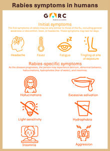 Rabies symptoms in humans infograph 2025 English