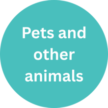 Pets and other animals