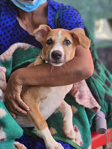 A woman holding a dog waiting to be vaccinated by The Dziko Project