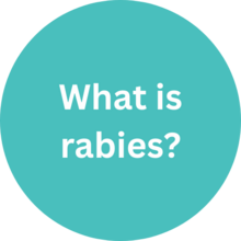What is rabies?