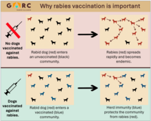 Why rabies vaccination is important infograph thumbnail