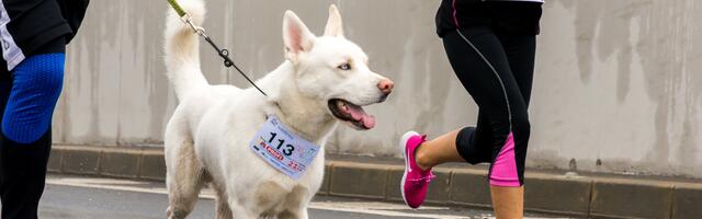 Dog running race fundraiser