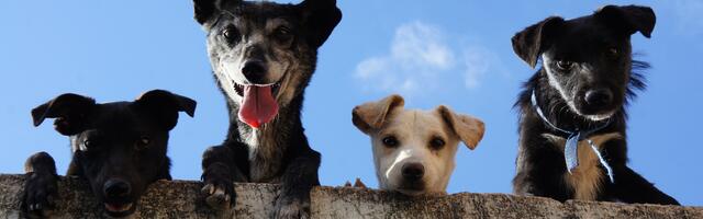 Four dogs over the fence