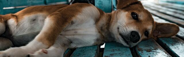 Relaxing dog