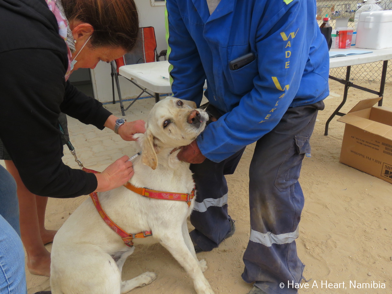 Community dog gets a rabies vaccination to keep it safe, Namibia. Have a Heart. 