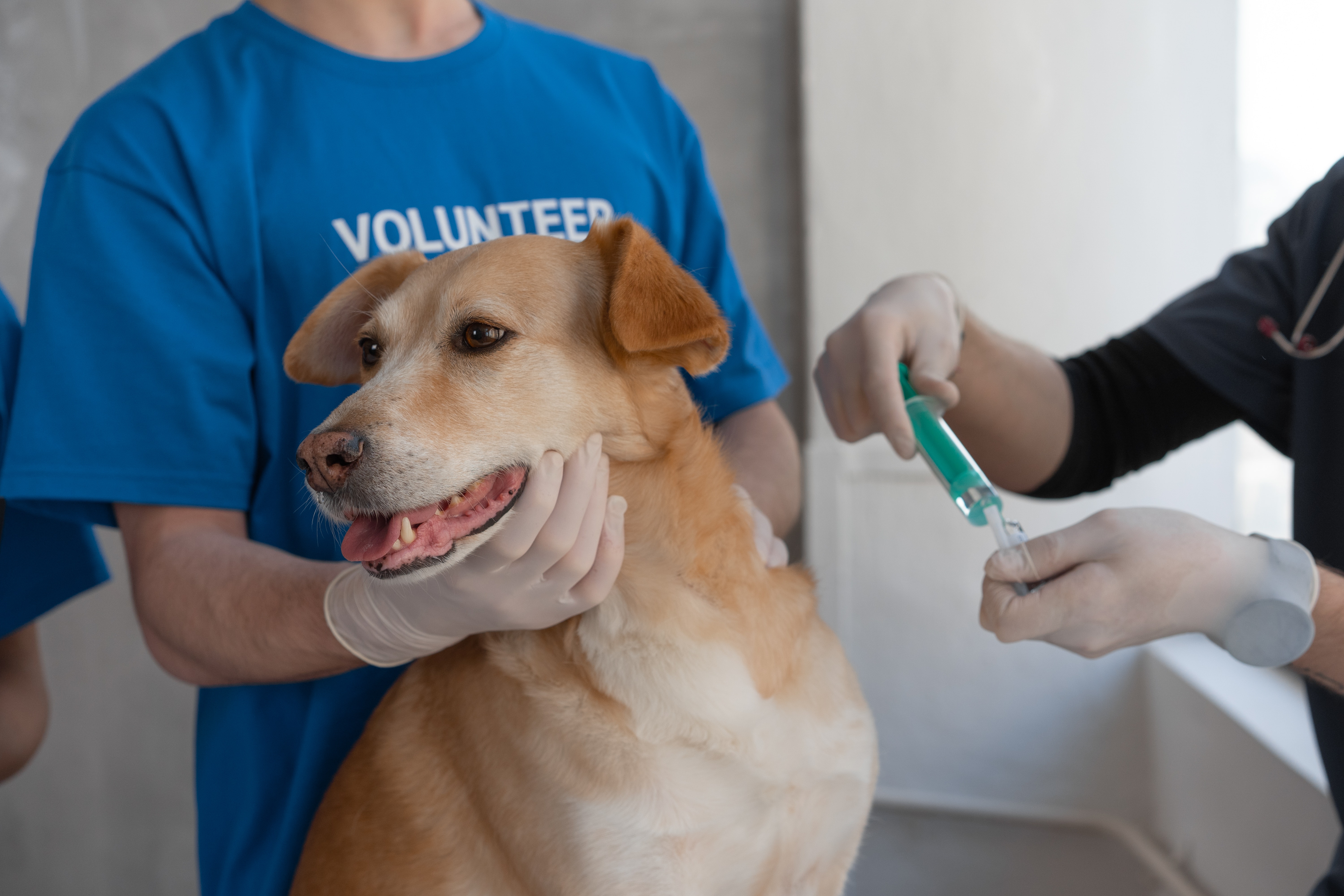 Dog being vaccinated by a volunteer in a clinic.
